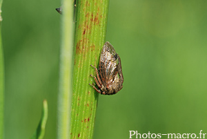 Centrotus cornutus